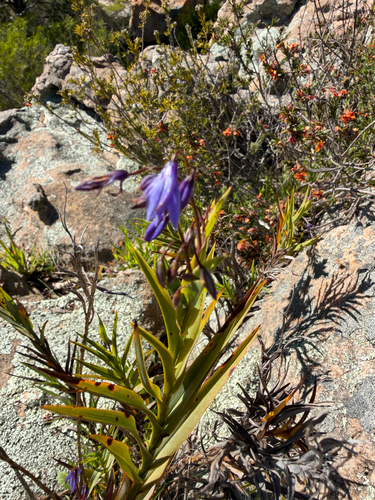 nodding blue lily