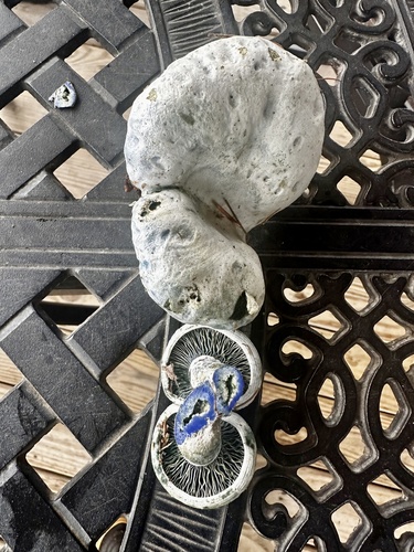 indigo milk cap