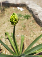 Agapanthus praecox