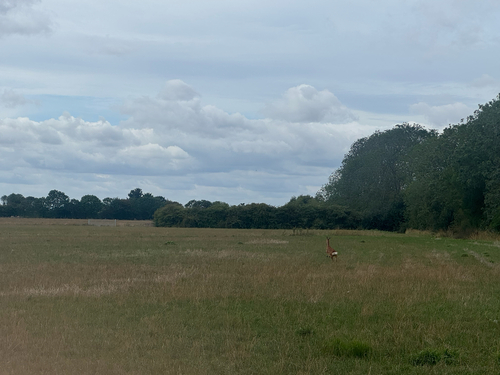 Western Roe Deer