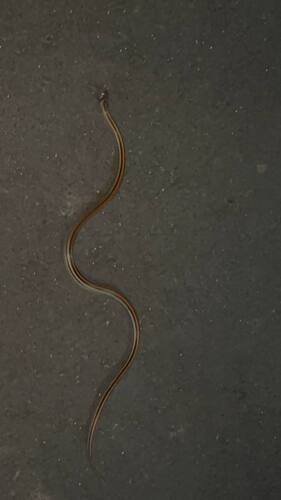Oligodon octolineatus, 2026-09-03