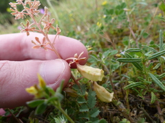 Reseda phyteuma