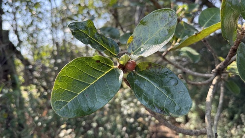 Ficus glaberrima observed 2026-09-03