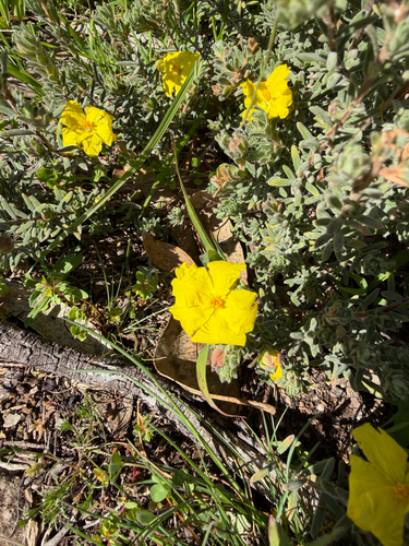 Long-hair Guinea-flower