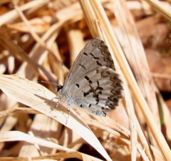 Celastrina lucia