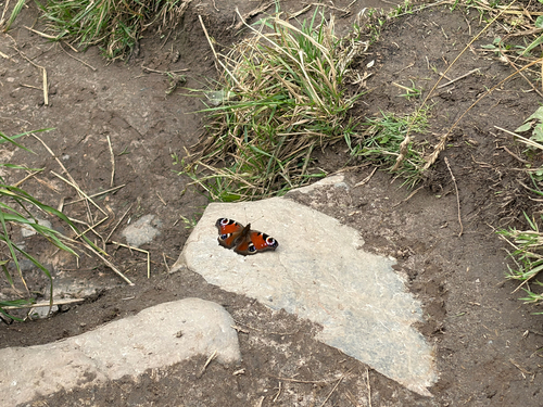 European Peacock Butterfly
