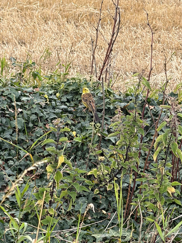 Yellowhammer