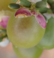Muraltia spinosa, photograph (c) Nicola van Berkel, some rights reserved (CC BY-SA)