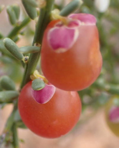 Muraltia spinosa, photograph 5