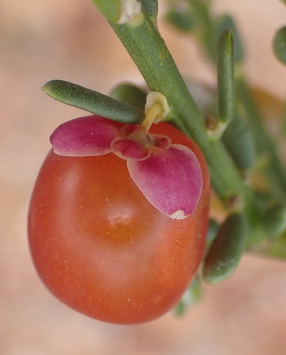 Muraltia spinosa, photograph 4