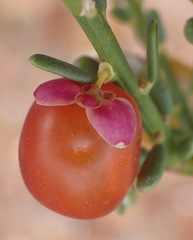 Muraltia spinosa, photograph (c) Nicola van Berkel, some rights reserved (CC BY-SA)