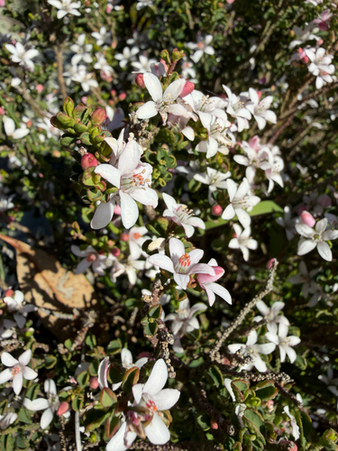 fairy wax-flower