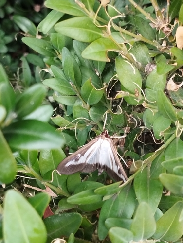 Box Tree Moth