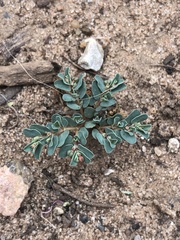 Euphorbia glyptosperma