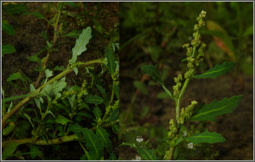 oak-leaved goosefoot