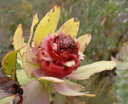 Leucadendron pubibracteolatum, photograph 6