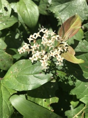Cornus asperifolia