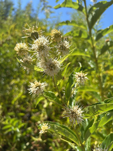 buttonbush