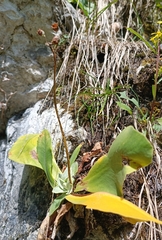 Primula auricula