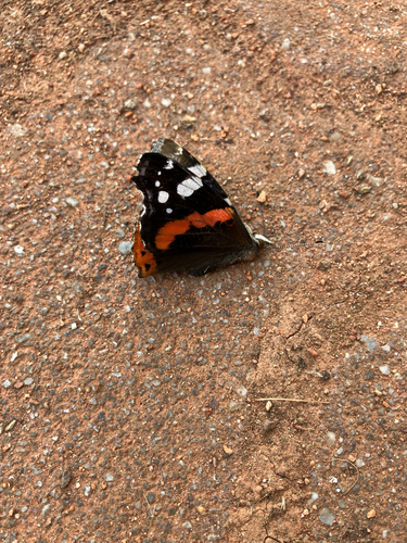 Red Admiral