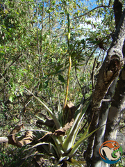 Tillandsia makoyana