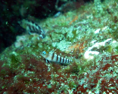 Notoclinops segmentatus