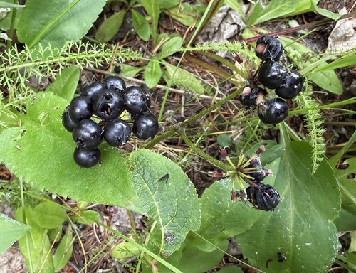 wild sarsaparilla