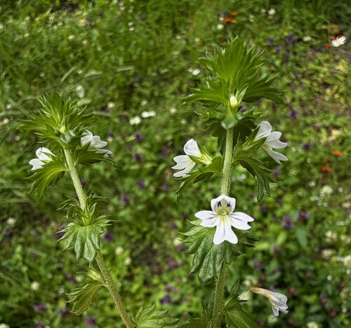 Common Eyebright