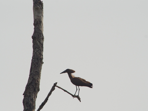 Hamerkop