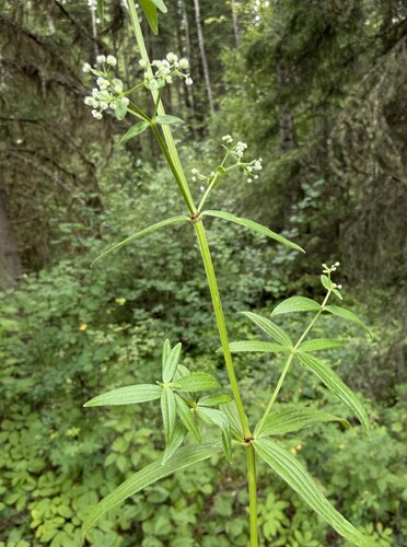 Northern Bedstraw