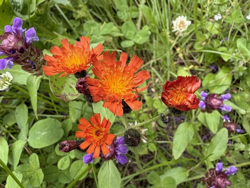 orange hawkweed