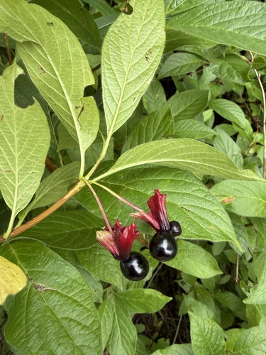 twinberry honeysuckle