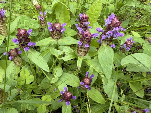 lance selfheal