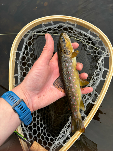 Brown Trout