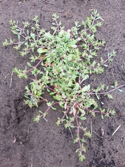 Chorizanthe cuspidata