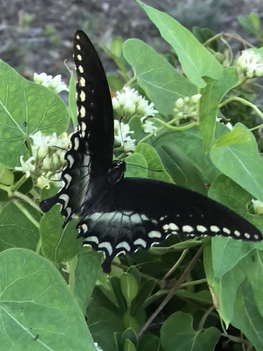 Spicebush Swallowtail