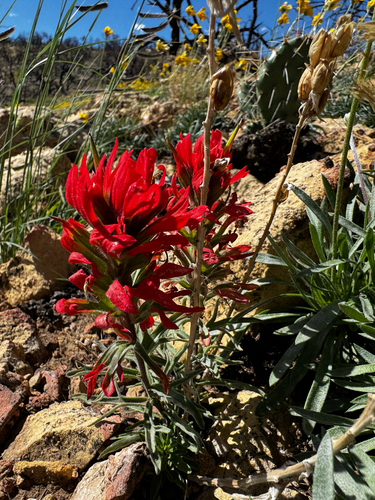 Castilleja chromosa, photograph 1