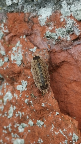 Brickwork Woodlouse