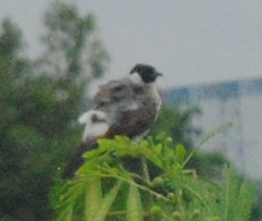 Pycnonotus aurigaster