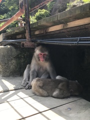 Macaca fuscata fuscata