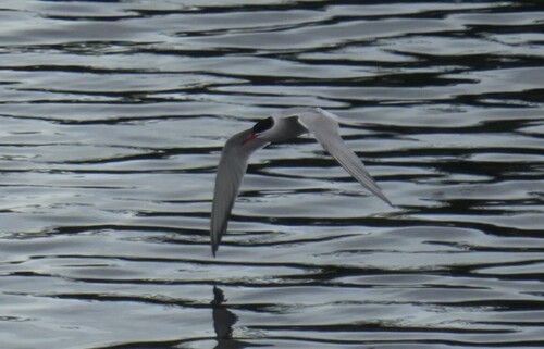 Common Tern