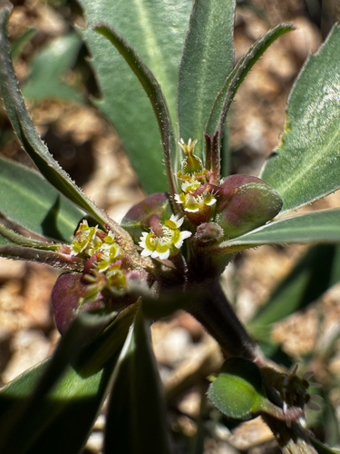 Squareseed Spurge