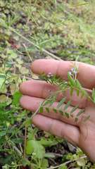 Vicia loiseleurii