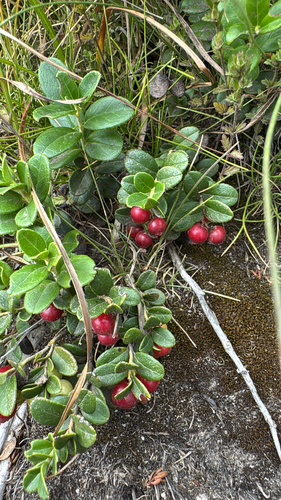 Lingonberry
