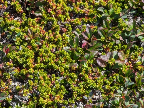 black crowberry