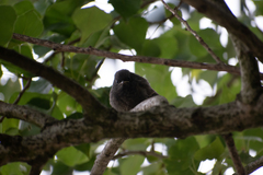Phoenicurus ochruros gibraltariensis