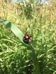 Stiretrus decastigmus