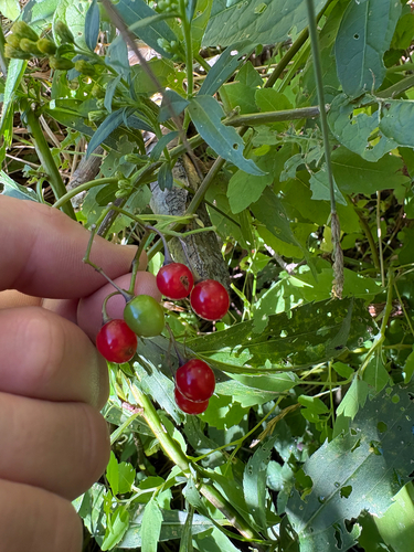 bittersweet nightshade