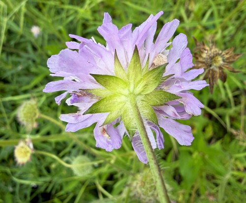 Field Scabious