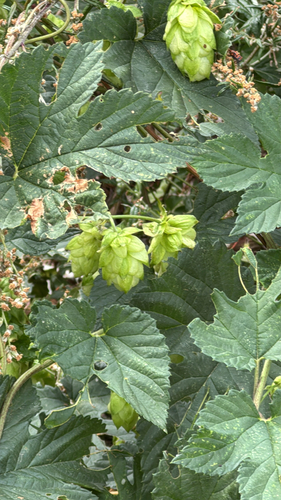 common hops